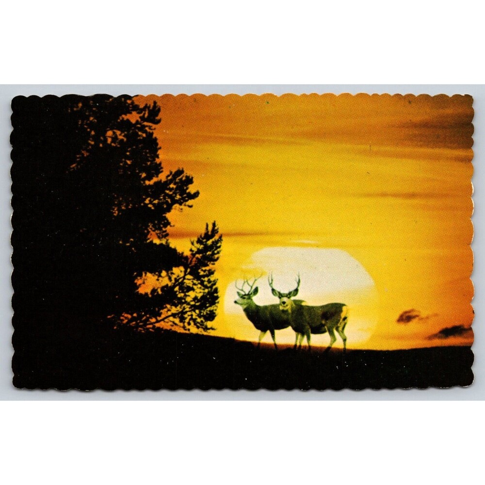 Postcard Mule Deer in the Moonlight 1979 Die-Cut Edge Vintage Unposted
